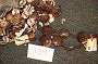 Belt Coconut