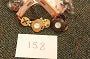 Coconut Watch