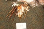 00069-Hair Sticks