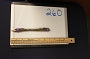 260-Pencil 7" GROW