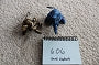 606-Sand Animal Elephant