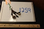 1259-Seed Keychain